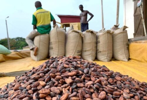 Nigeria’s cocoa exports to US surge to 2m in 2025