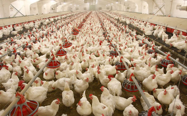 Ondo Residents Fault N5,000 Chicken Subsidy