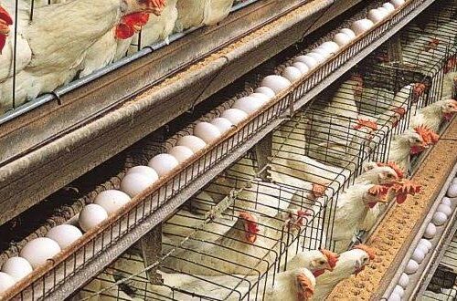 Stakeholders Move To Make Poultry Farming More Attractive