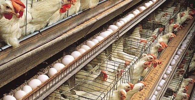 Stakeholders Move To Make Poultry Farming More Attractive