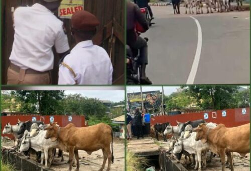 Oyo Seals Feather-Processing Facility Over Offensive Odour, Impounds 13 Cows